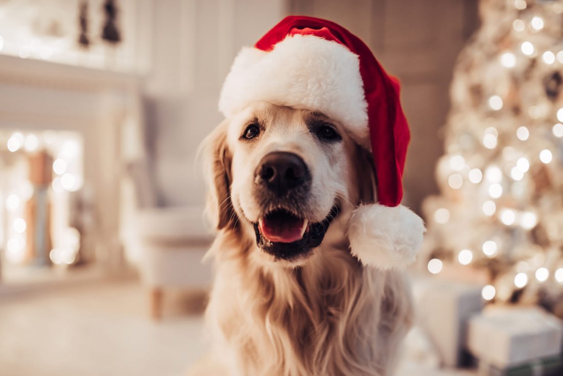 Cheerful dog labrador is sitting in Santa Claus hat.