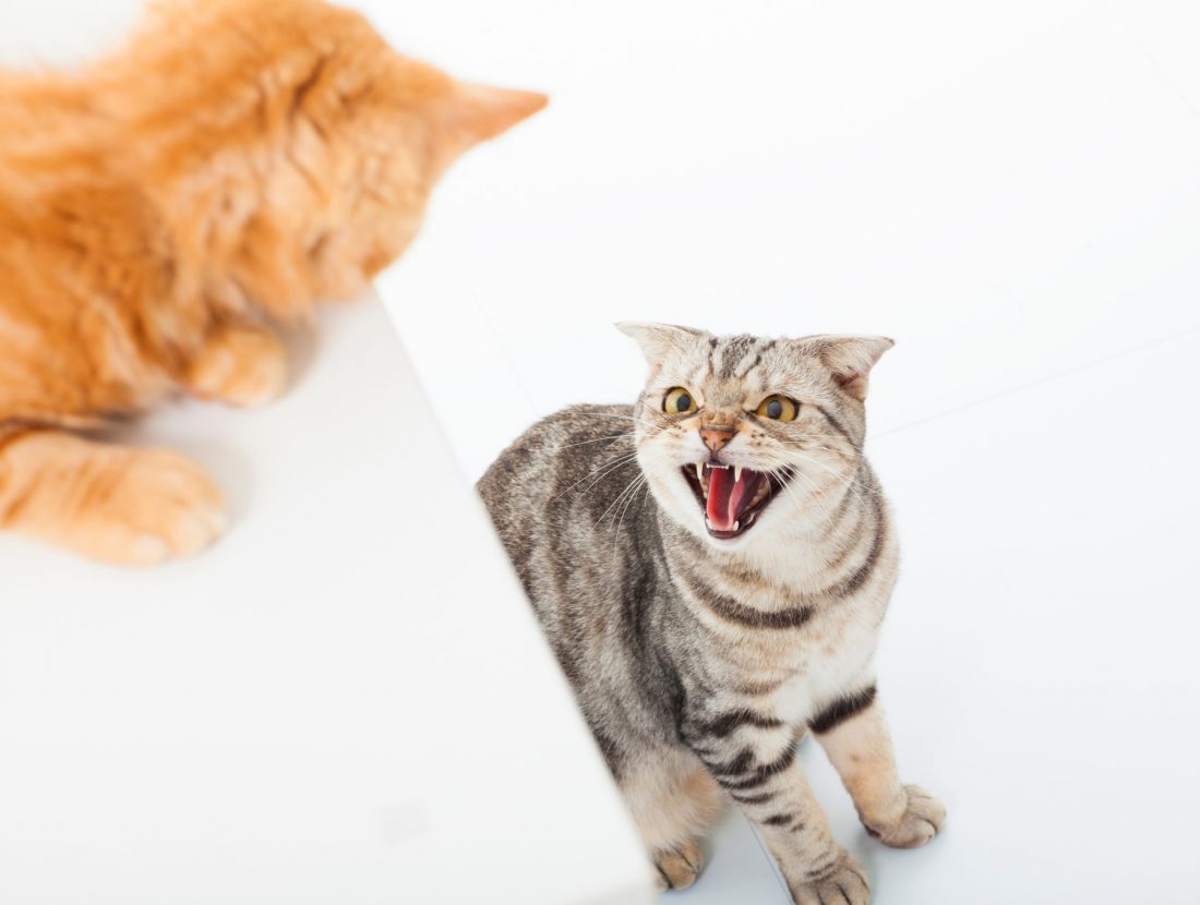 closeup of two cats in a conflict over white background