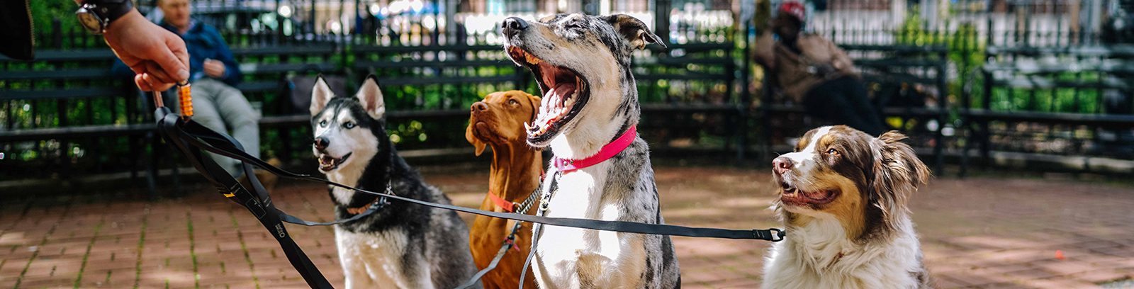 ValsPicks_CategoryHeader_Pets-1.jpg
